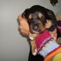 Photo #212946 de Sherkann