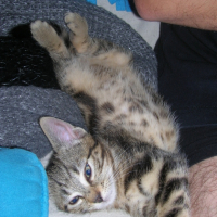 Photo #212949 de Bamboo