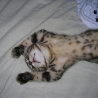 Photo #212972 de Bamboo