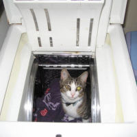 Photo #212985 de Chipie