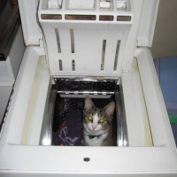 Photo #212986 de Chipie