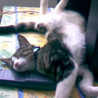 Photo #212989 de Chipie