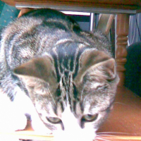 Photo #212991 de Chipie