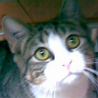 Photo #212993 de Chipie