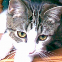 Photo #212994 de Chipie