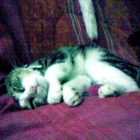 Photo #212997 de Chipie