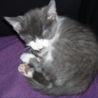 Photo #213014 de Kolo