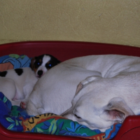 Photo #213025 de Samba