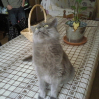 Photo #213071 de Prunelle