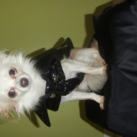 Photo #213073 de Doddy