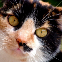 Photo #213106 de Nahla