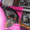 il fait nono sur mon lit