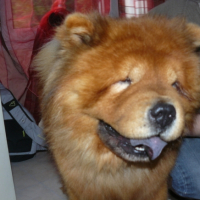 Photo #213143 de Romeo