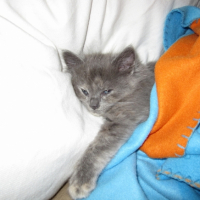 Photo #213157 de Cendre