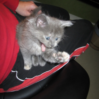 Photo #213165 de Cendre