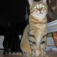 Photo #213183 de Effy