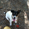 elvis_1