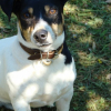 elvis_2