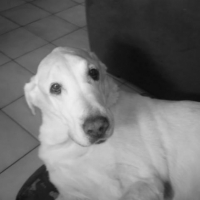 Photo #213189 de Lester