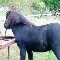 Photo #213213 de Galopin