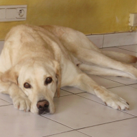 Photo #213254 de Phoebus