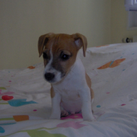 Photo #213265 de Droopy