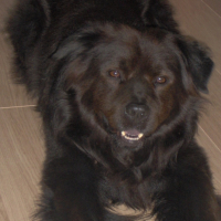 Photo #213268 de Romeo