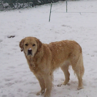 Photo #213276 de Cookie