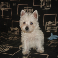 Photo #213282 de Banquise