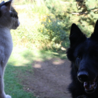 Photo #213285 de Musha