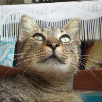 Photo #213301 de Silas