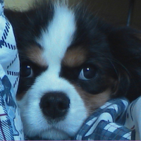Photo #213310 de Betsy