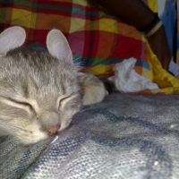 Photo #213342 de Pouchine