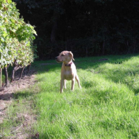 Photo #213384 de Junior