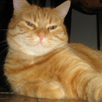 Photo #213386 de Pilouette