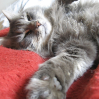 Photo #213394 de Boubou