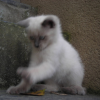 Photo #213405 de Cacahuète