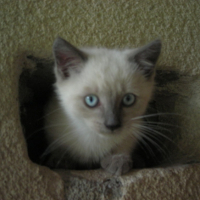 Photo #213406 de Cacahuète