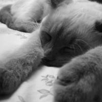 Photo #213408 de Cacahuète