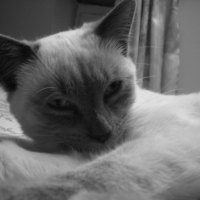 Photo #213409 de Cacahuète