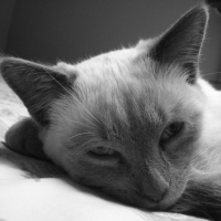 Photo #213410 de Cacahuète