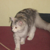 Photo #213417 de D'annabelle