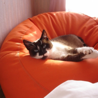 Photo #213459 de Kanelle