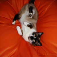 Photo #213461 de Kanelle