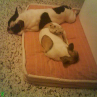 Photo #213484 de Enya