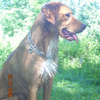 Photo #213496 de Chivas