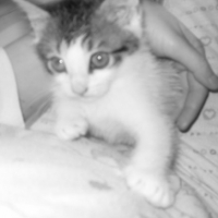 Photo #213498 de Carino 59
