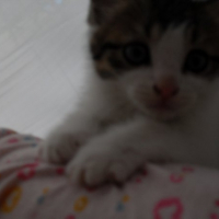 Photo #213499 de Carino 59