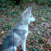 Saphir en forêt