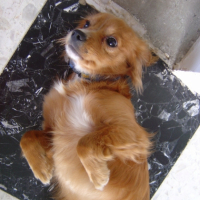 Photo #213521 de Domino